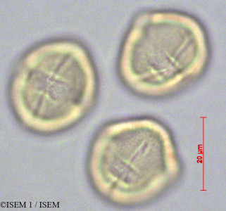 ISEM 1/Rhizophora_mangle_47067/Rhizophora_mangle_47067_0001(copy)_thumb.jpg